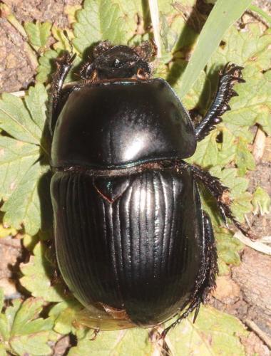 Geotrupes stercorarius